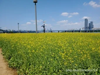 서래섬 유채꽃 축제 2025 서울 봄꽃 명소_13