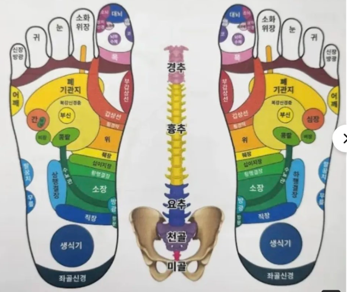 소양인 수음체질 건강관리법(소양인 수음체질 ? ,면역력,계절별 건강관리 +음식궁합)