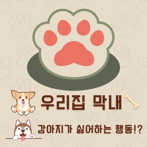 강아지가 싫어하는 행동 : 싫어하는 행동 23가지