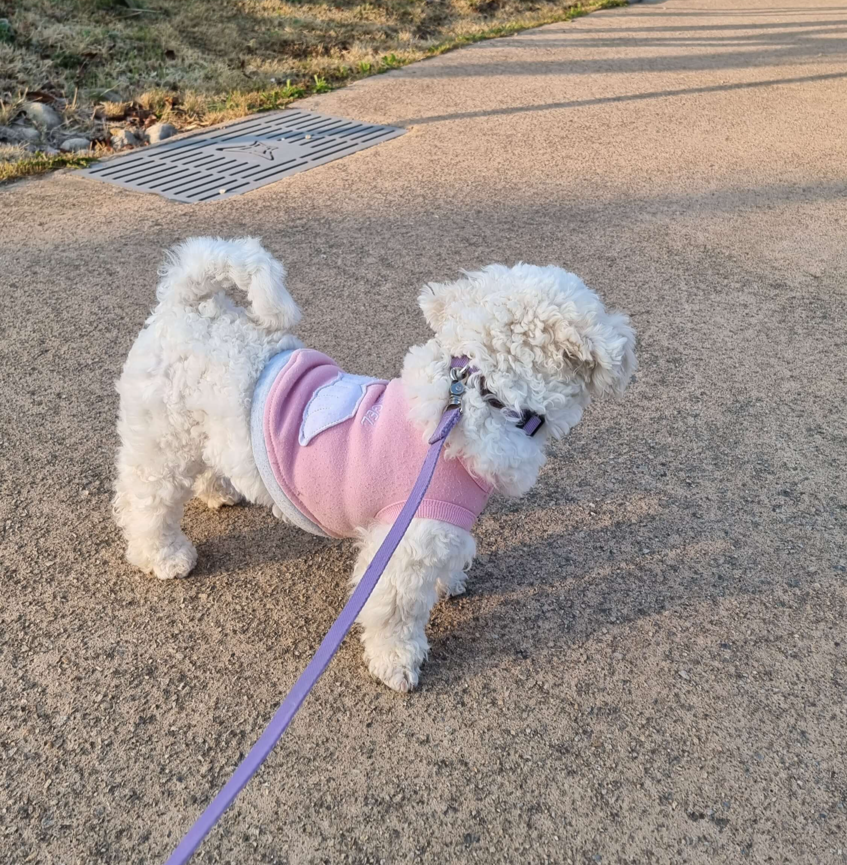 목줄로 산책할때 모습