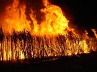 산에서-나무가-불길에-휩싸여-타는-모습