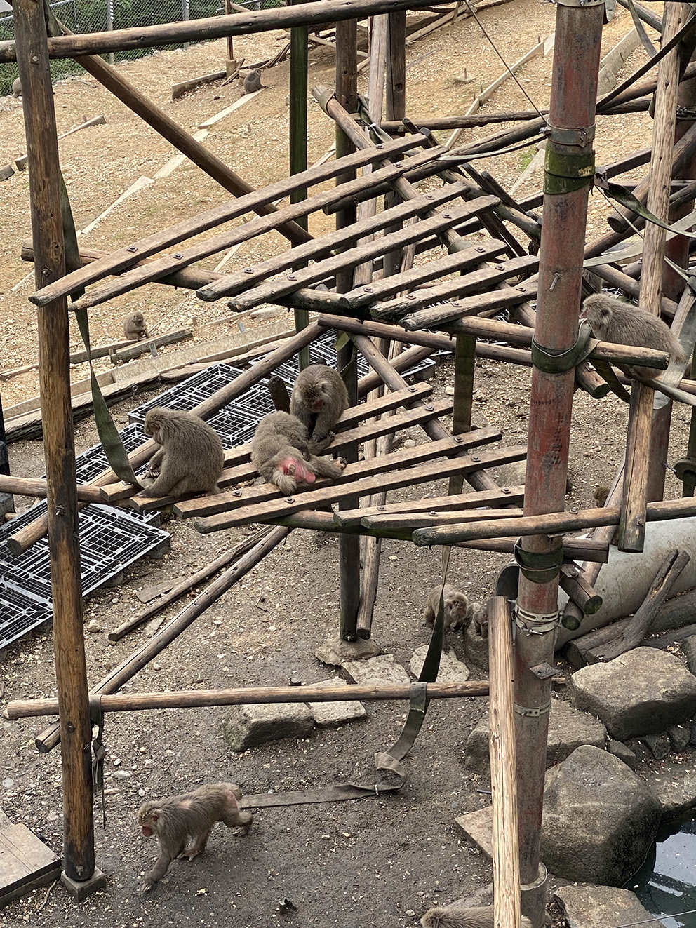 이누야마몽키센터