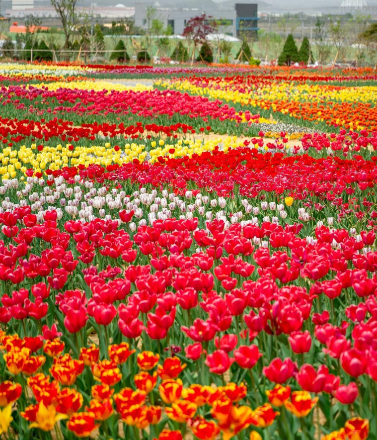 피나클랜드 수목원 튤립축제