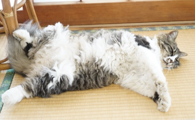 다다미에서 자는 고양이.