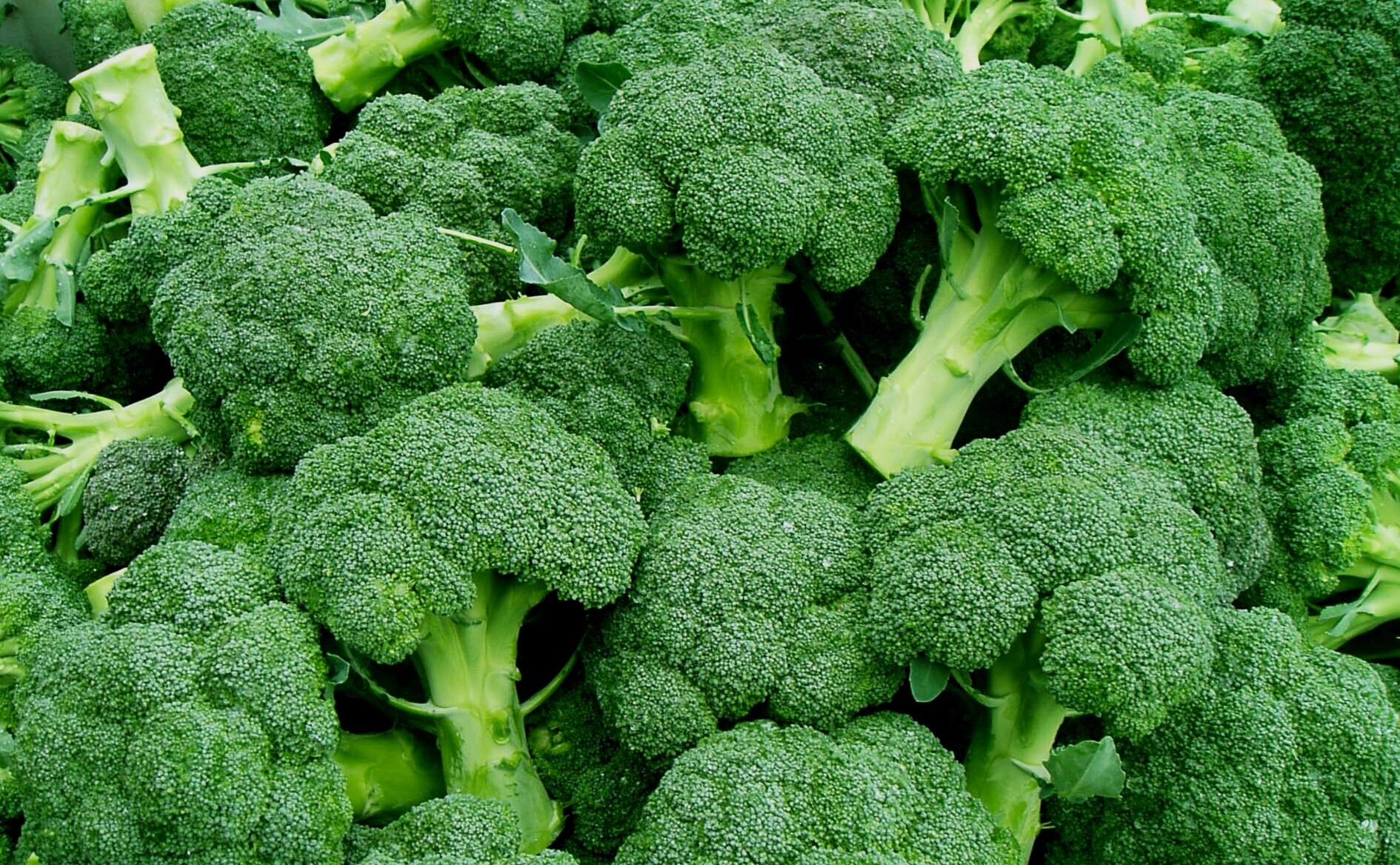 슈퍼푸드 브로콜리 효능