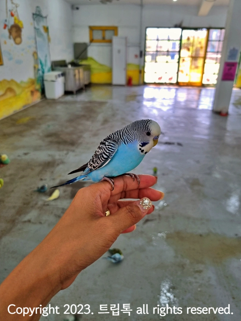 손 위에 하늘색 앵무 한마리가 앉아있다