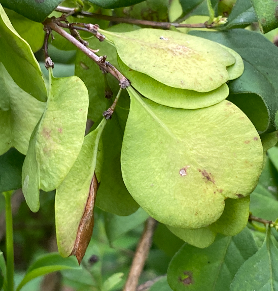 미선나무 열매2