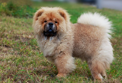 이쪽을 보고 있는 차우차우.