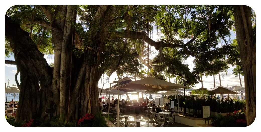 모아나-서프라이더-낮-beach-bar-사람들-주류-즐기는-사진