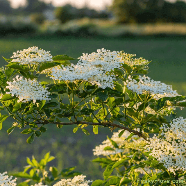 기관지에 좋은 엘더플라워