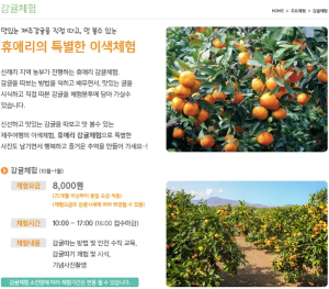 감귤-수확-체험