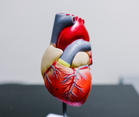 심장 박동