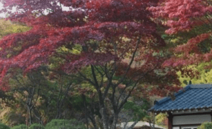 기차여행 단풍특선 추천