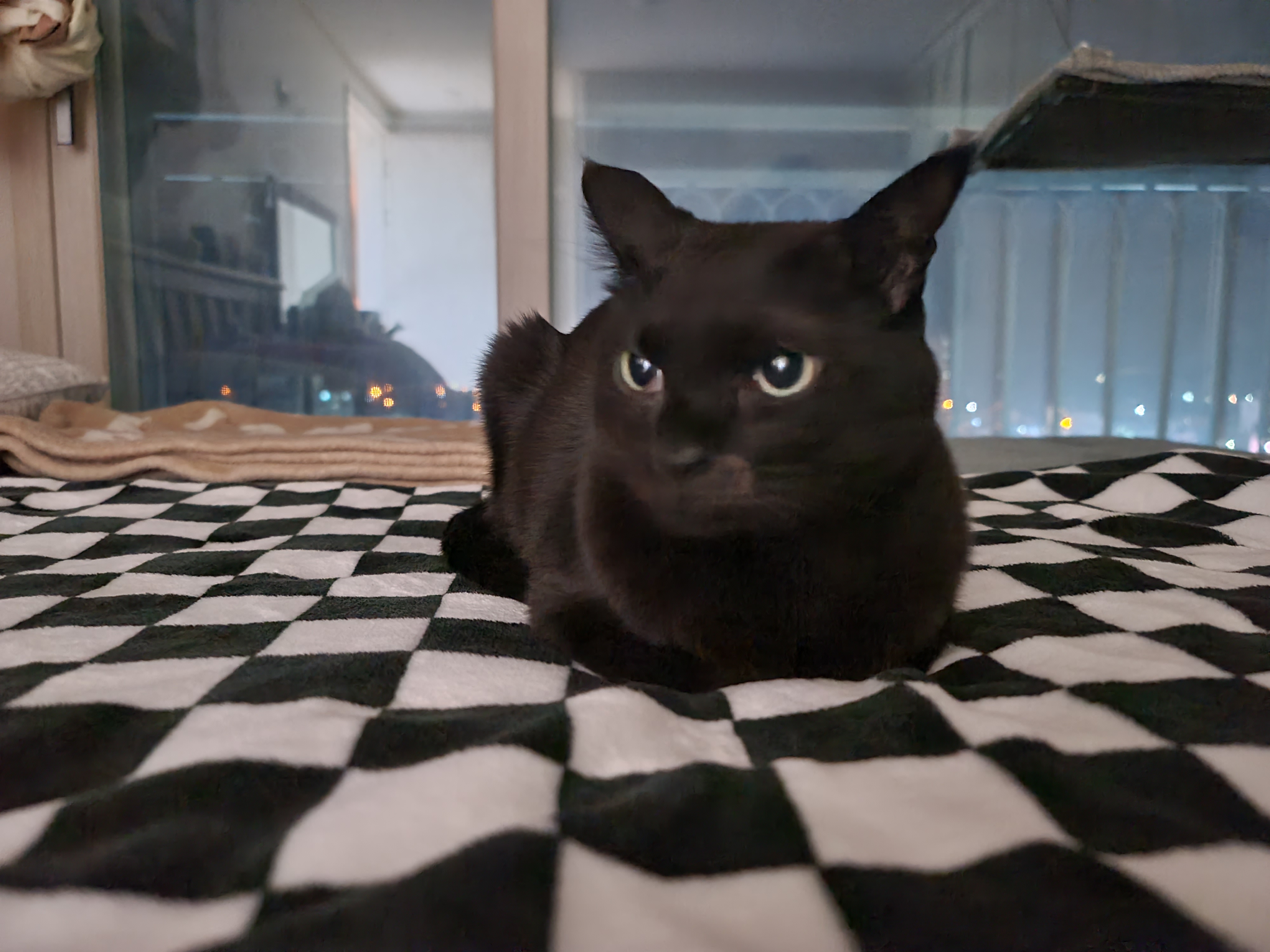 담요랑 찰떡인 건 (feat.색깔이나 패턴이나 너무 잘어울림ㅋ)