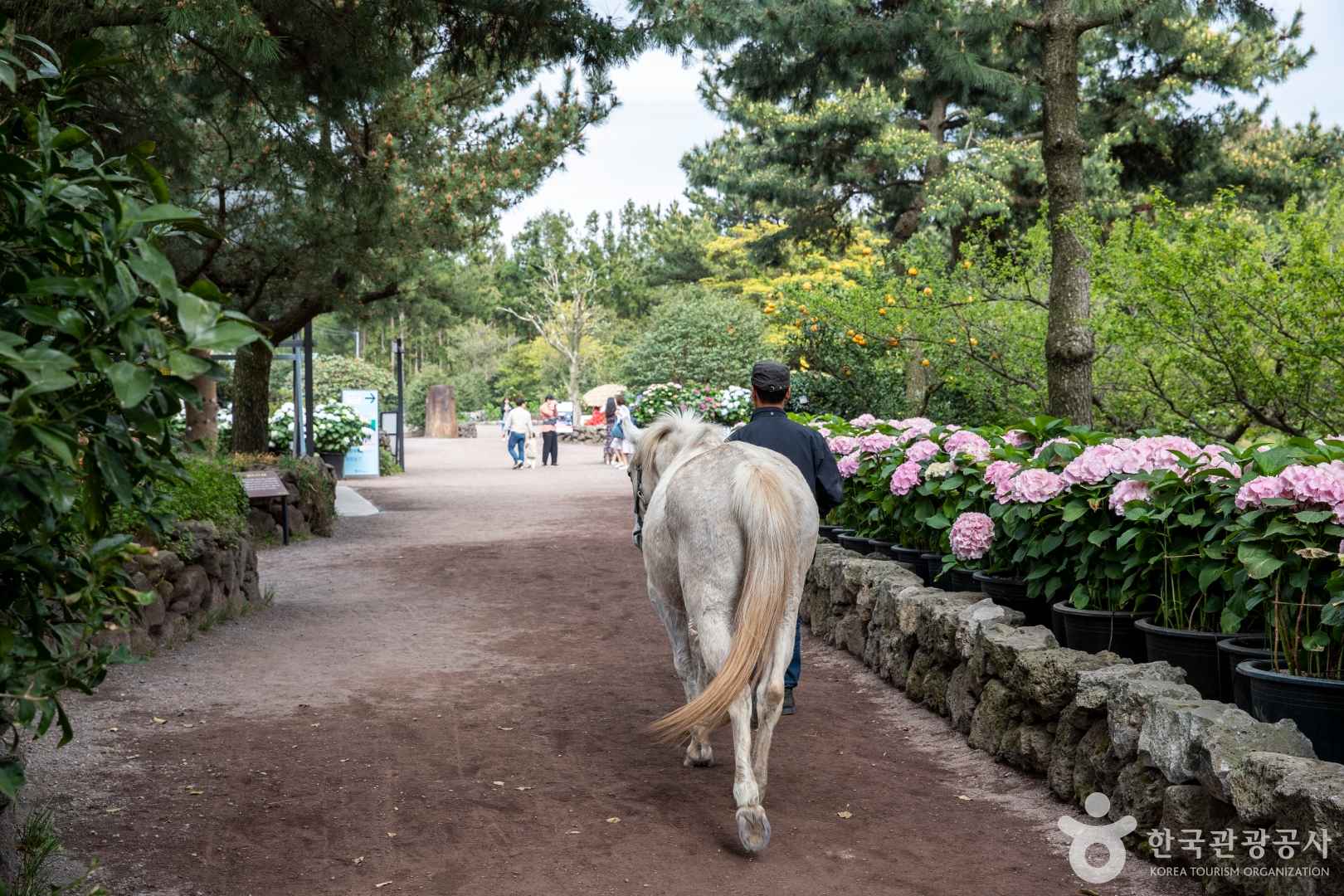 휴애리 수국축제 시즌2