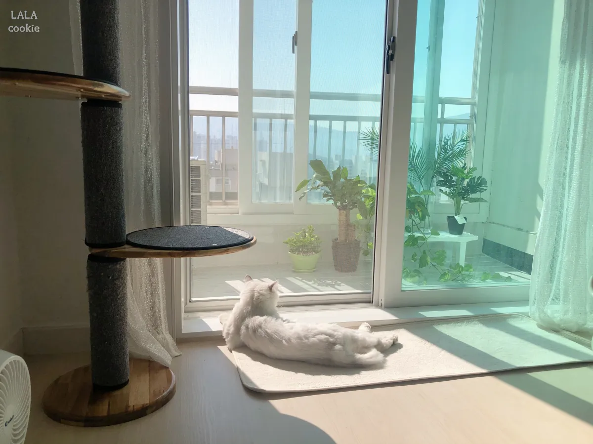 고양이-캣타워-추천-쉬고-있는-고양이