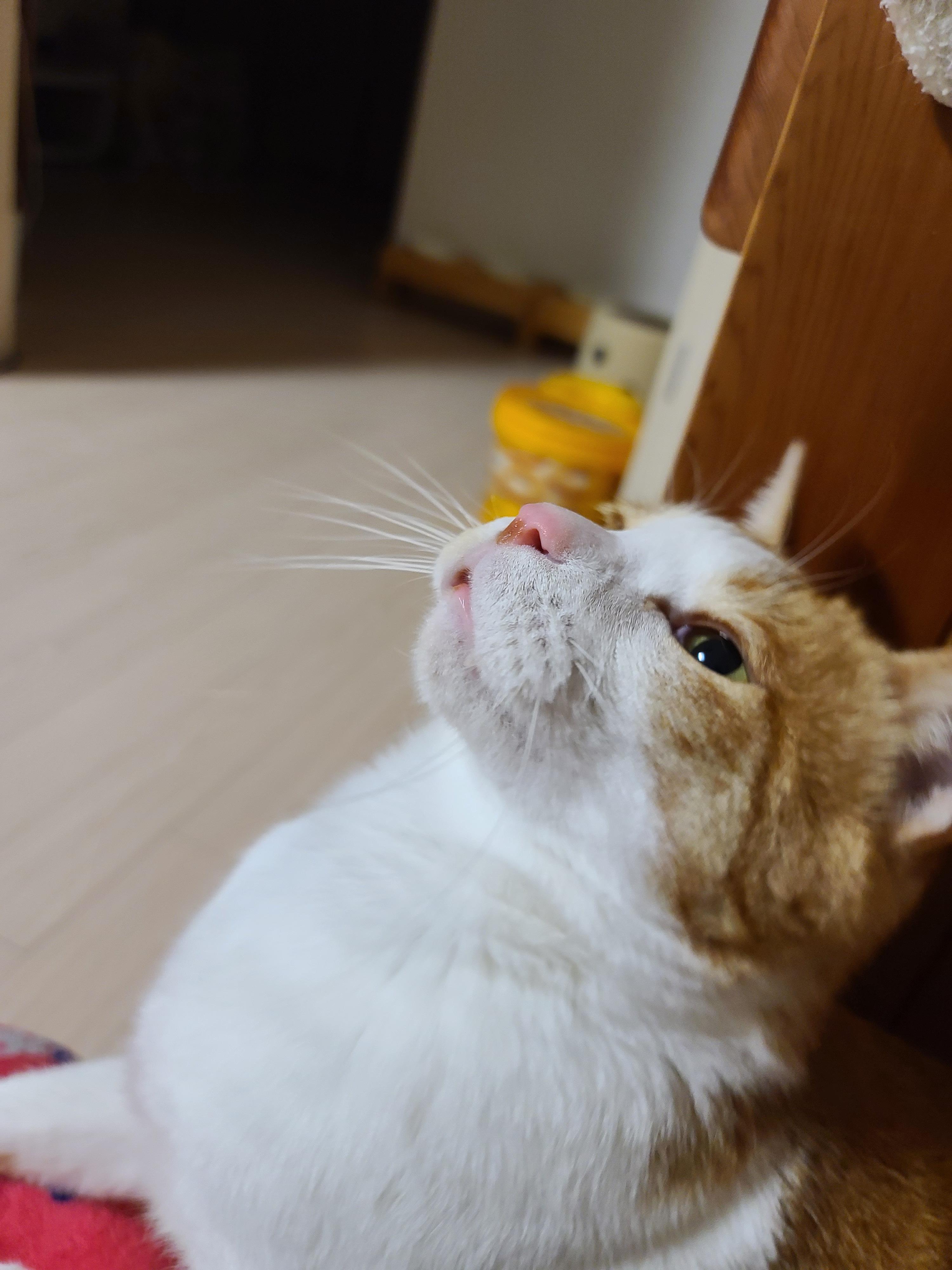 고양이 장난감 오뎅꼬치로 캣미로에서 노는 고양이들.