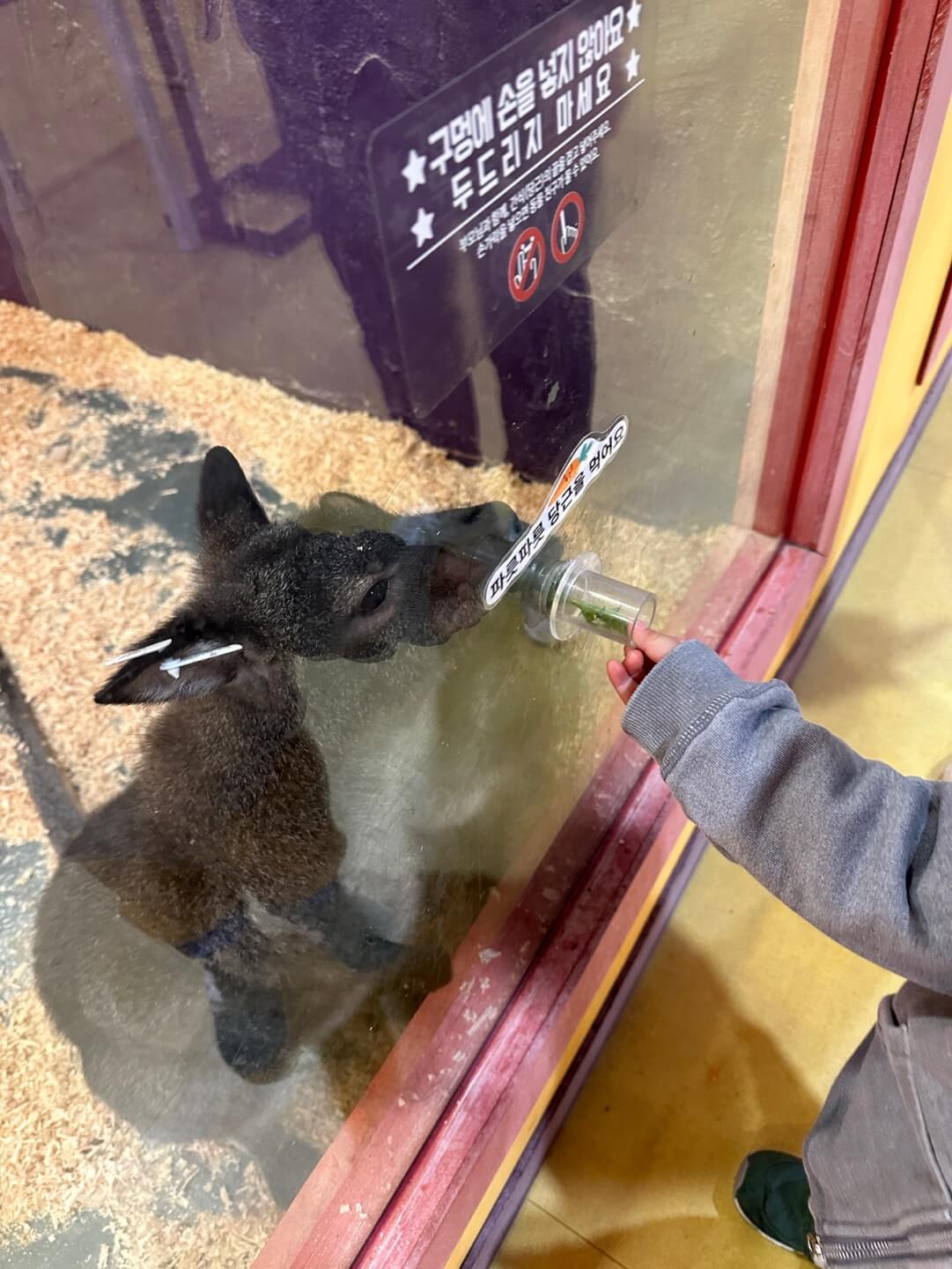 하이브 패밀리 테마파크 동물 먹이주기 체험 모습