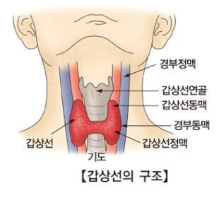 갑상선기능항진증증상-치료방법