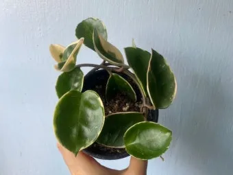 호야 키우기 꽃피우기 번식법 알고 물주기_5