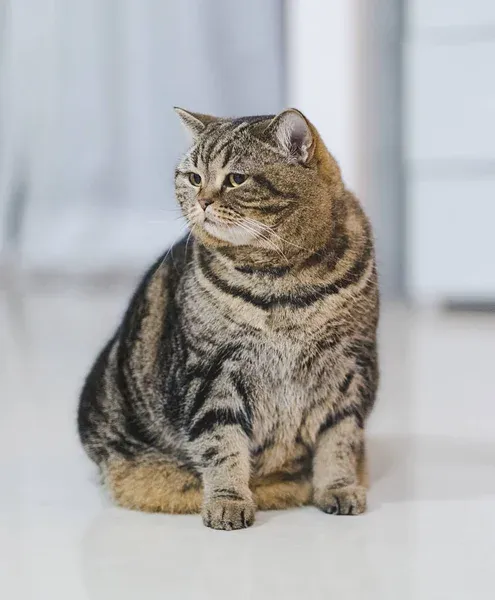 고양이 적정 체중 유지하는 법