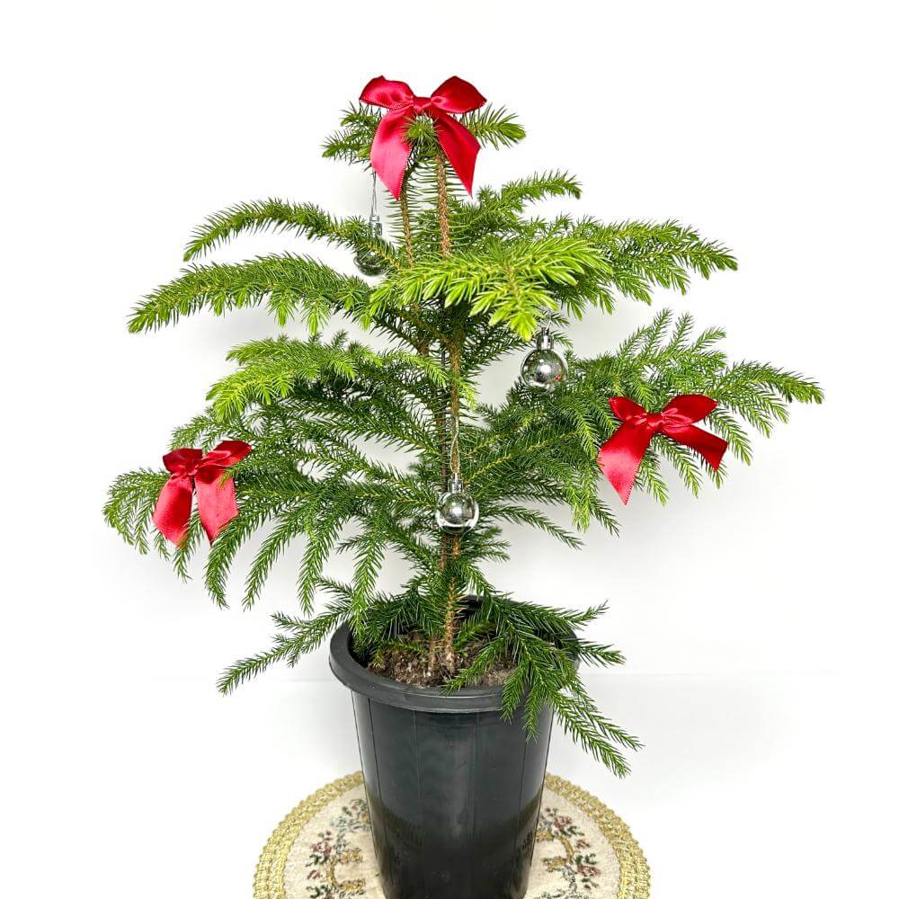 아라우카리아 키우기 크리스마스 트리