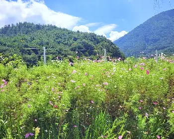 하동 북천 코스모스 메밀꽃 축제_27