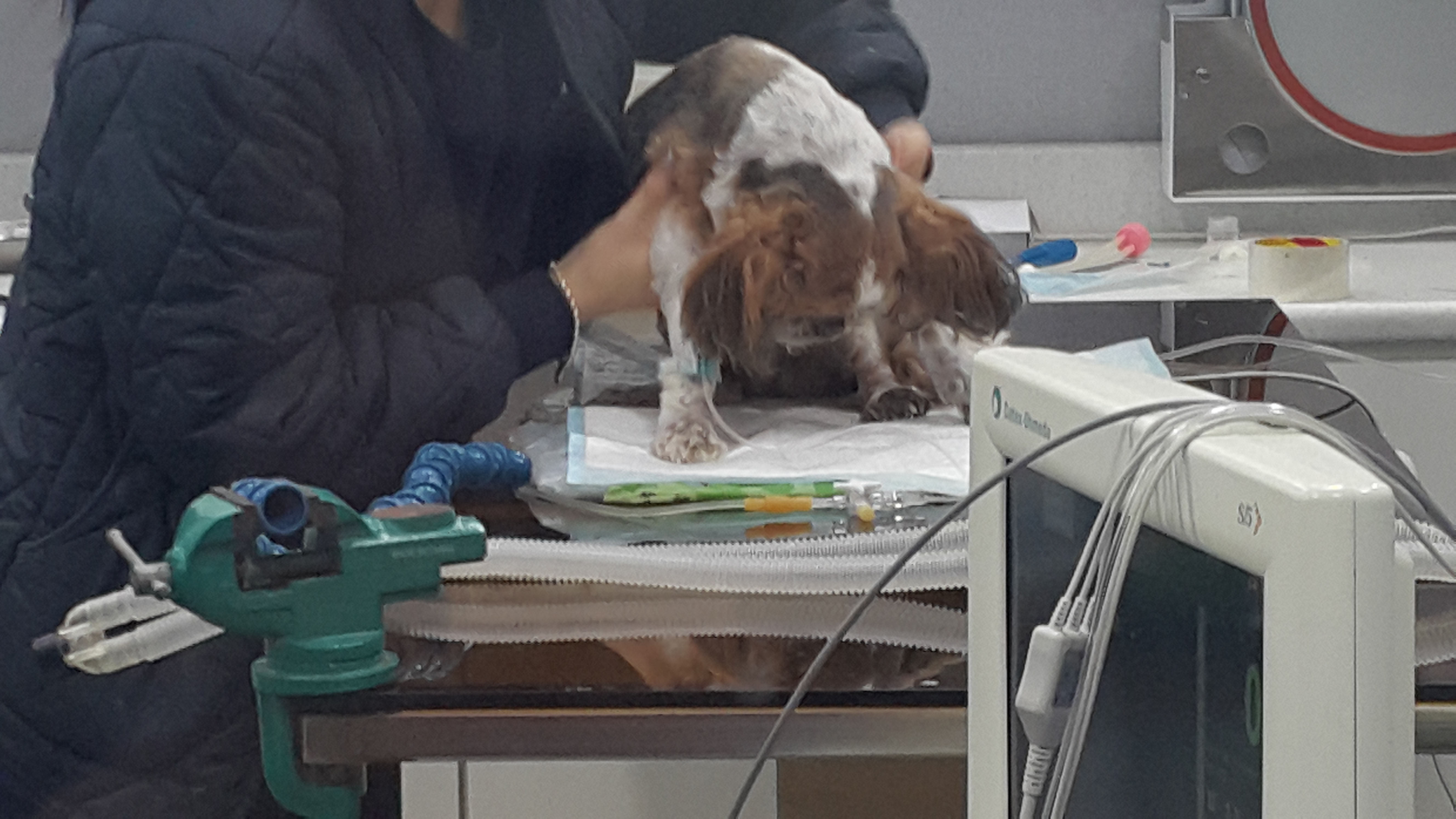 강아지동물병원수술