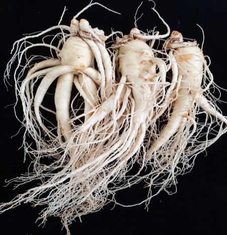 인삼 세척, 보관 및 잘 고르는 법