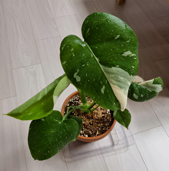 1인 가구를 위한 미니 실내정원 꾸미기 가이드 몬스테라로 완성하는 작은 초록 공간