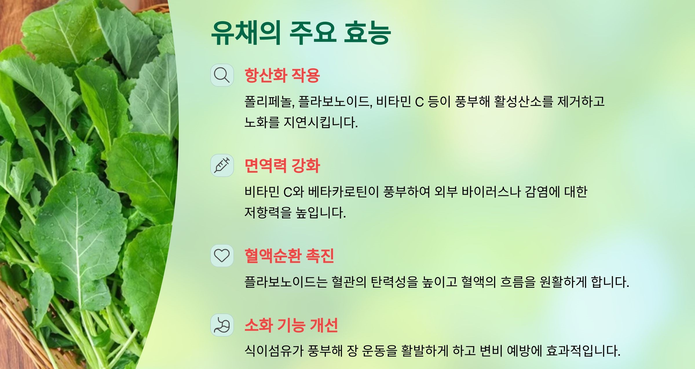 유채의 주요 효능