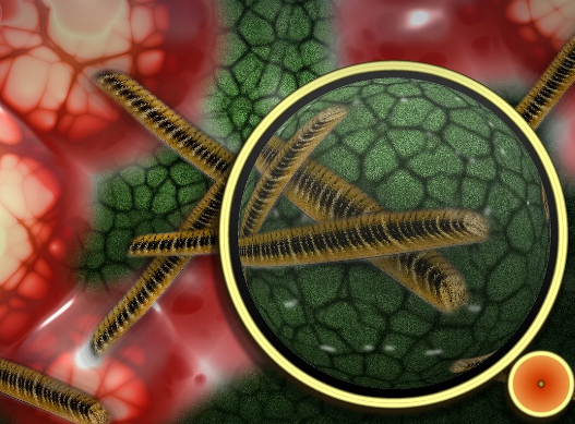 박테리아 현미경 사진