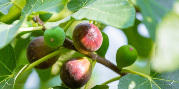 무화과의 효과와 부작용12