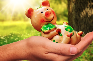 돼지감자 먹는법 및 일반감자와 차이점은?(유래,주의사항)