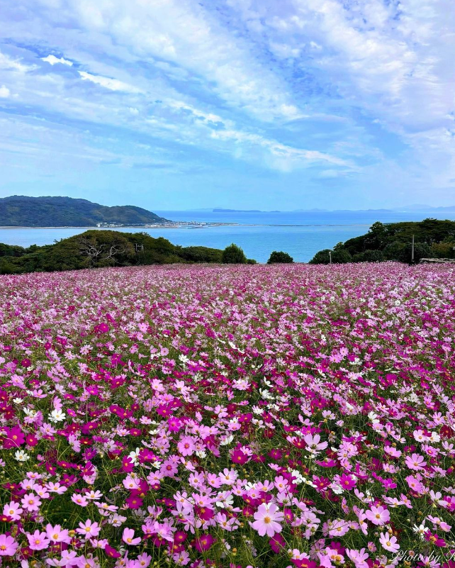 후쿠오카 근교 여행 노코섬 02