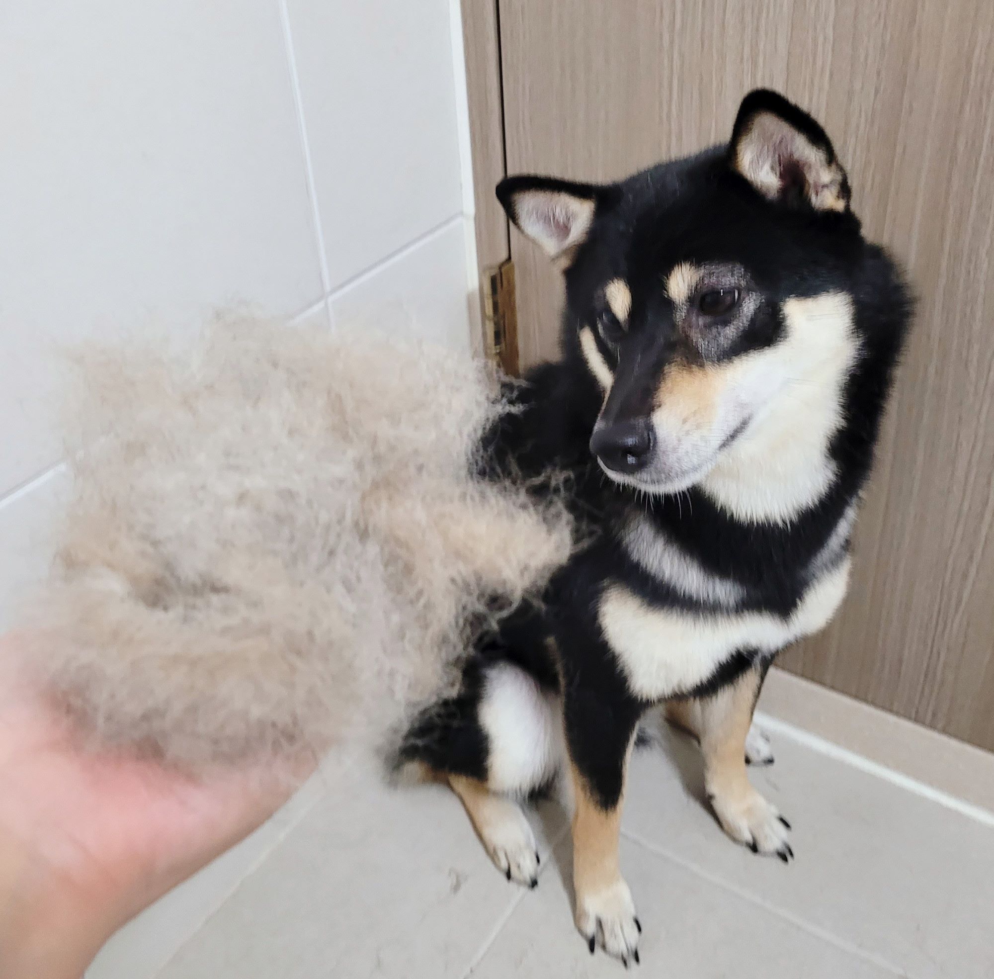 강아지와 털뭉치를 들고있는 손