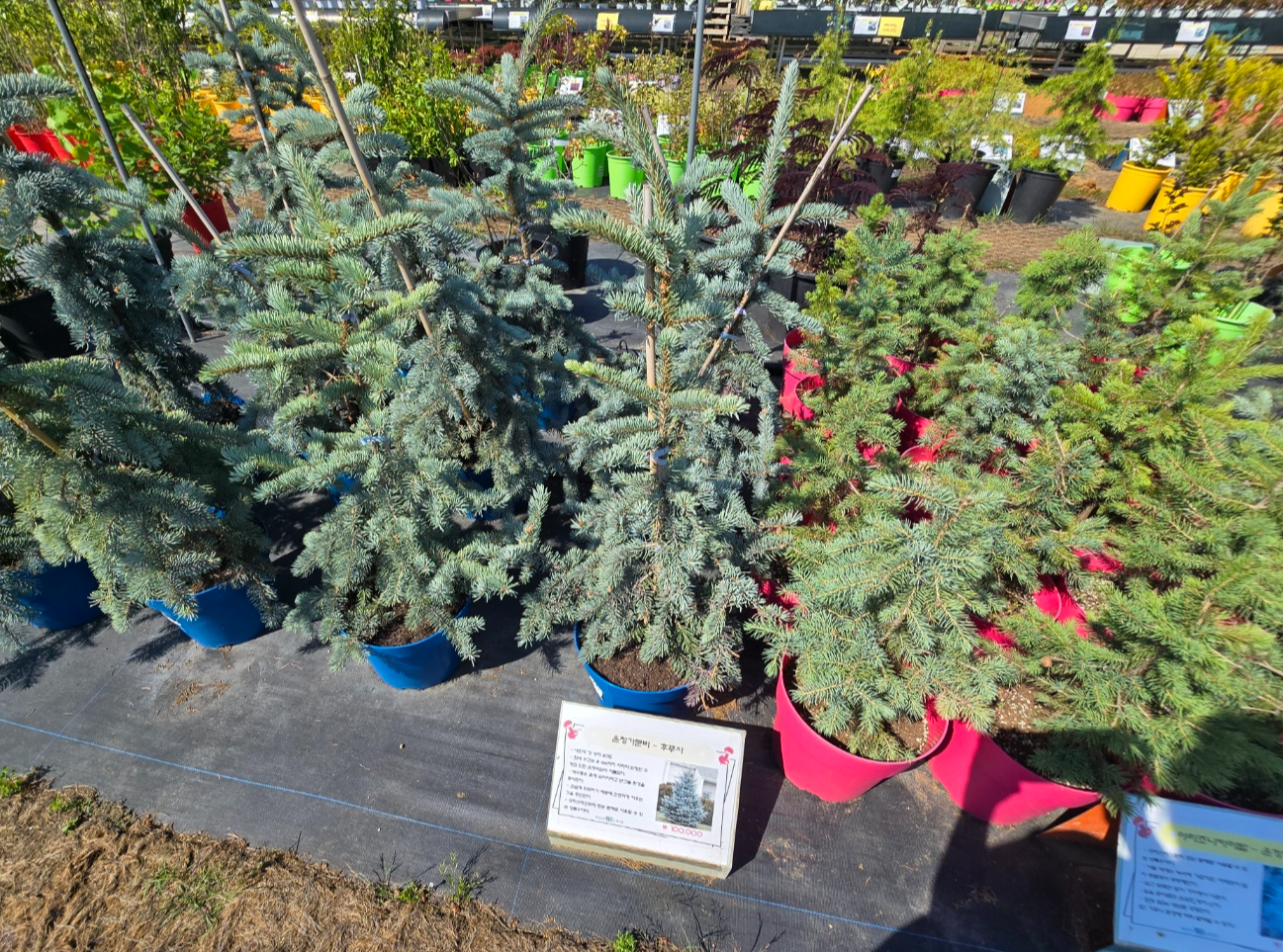 다양한나무들이 소품부터 중품대품까지 다양하게 볼 수 있어요.