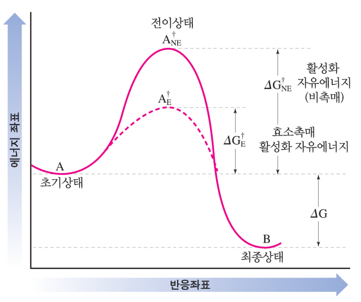 효소_활성화 에너지