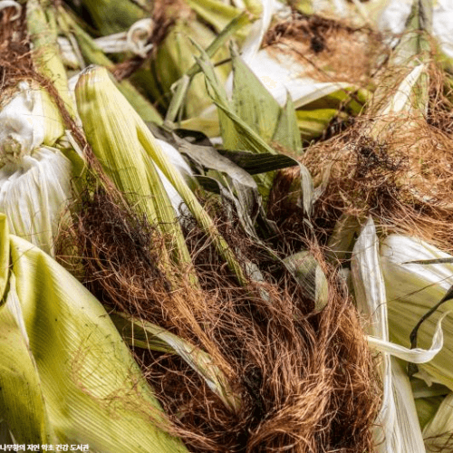 옥수수수염