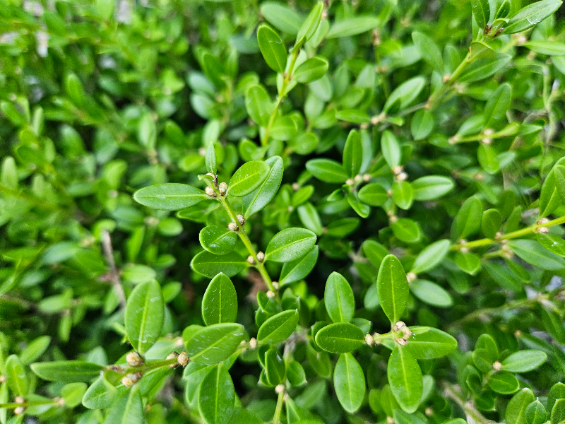 회양목 겨울눈2