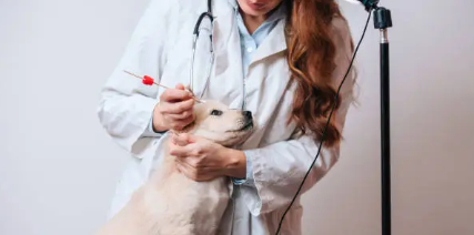 수의사가 반려견을 진찰하며 질병 감지에 대해 연구하는 모습, 반려견의 특별한 능력을 상징