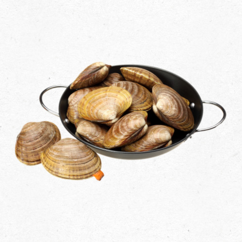 해감 중인 조개