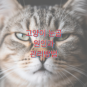 고양이 눈곱 원인과 관리방법