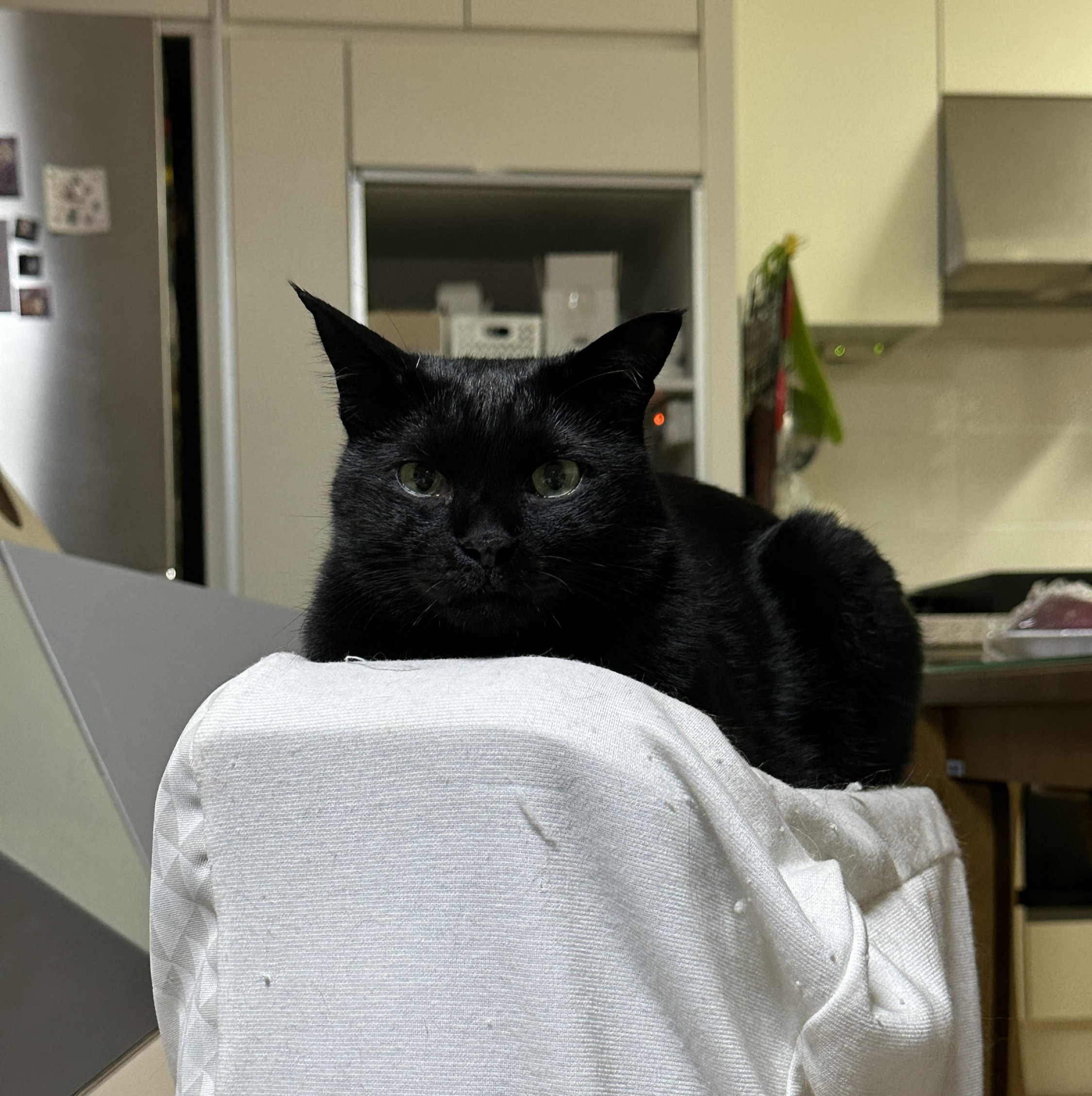 요즘 미모 폭발하는 건이의 최애 장소 (feat. 제습기 위 고양이)