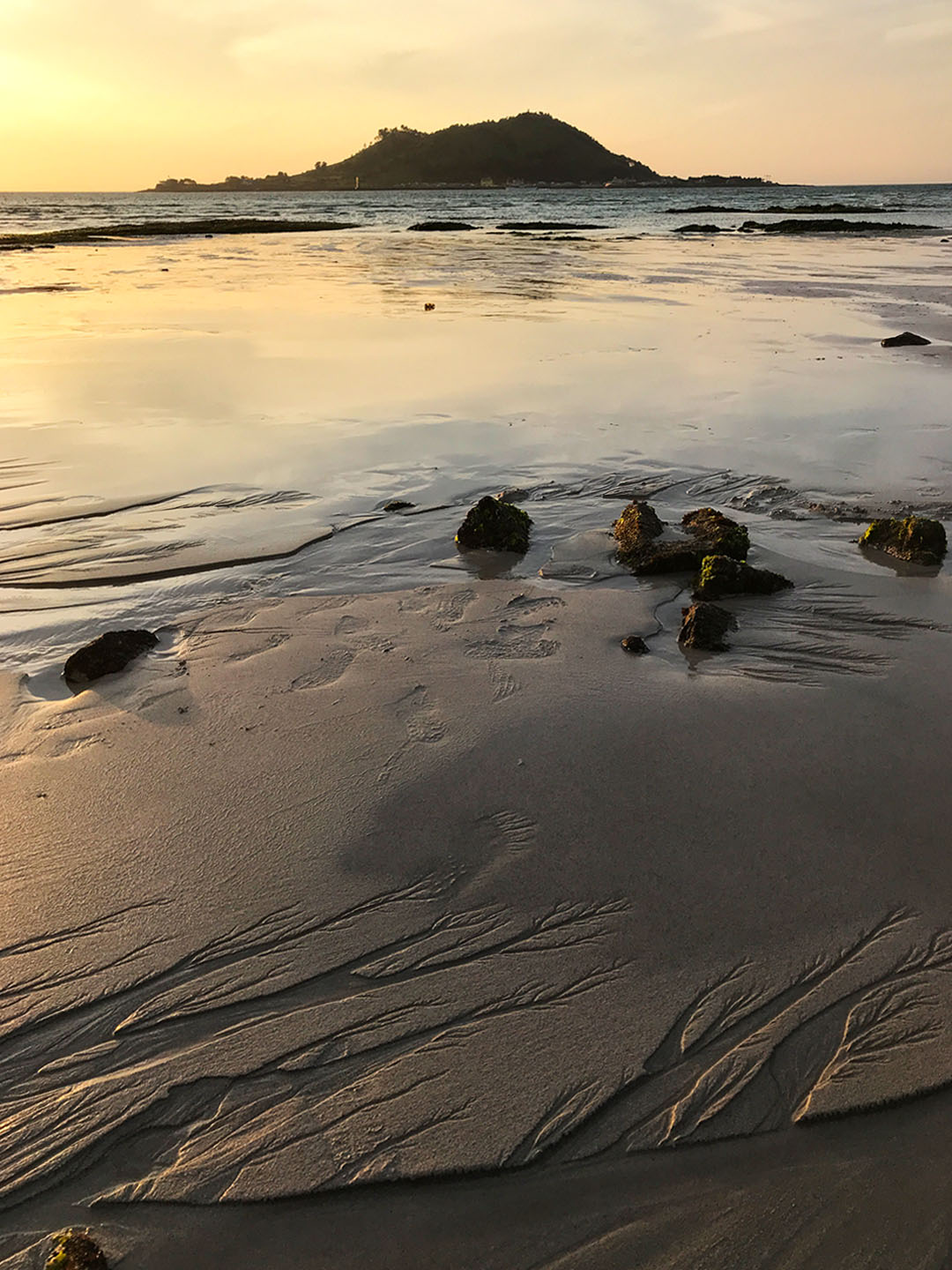 비양도 금능해수욕장 파도가 지나간 모래사장 위에 나무처럼 보이는 자연 무늬 무료이미지