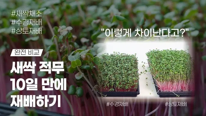 새싹무 재배 씨앗 소독 얇게 파종 통풍 관리_1
