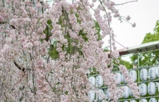 벚꽃이 피어있는 나무