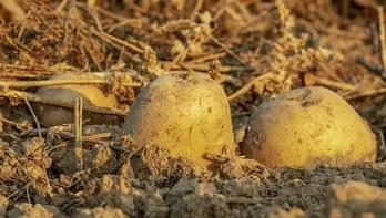 감자 꿈해몽 13가지&nbsp;