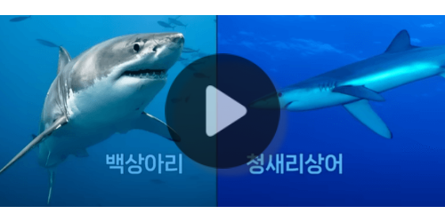 백상아리와 청새리상어의 사진이 있는 영상의 섬네일