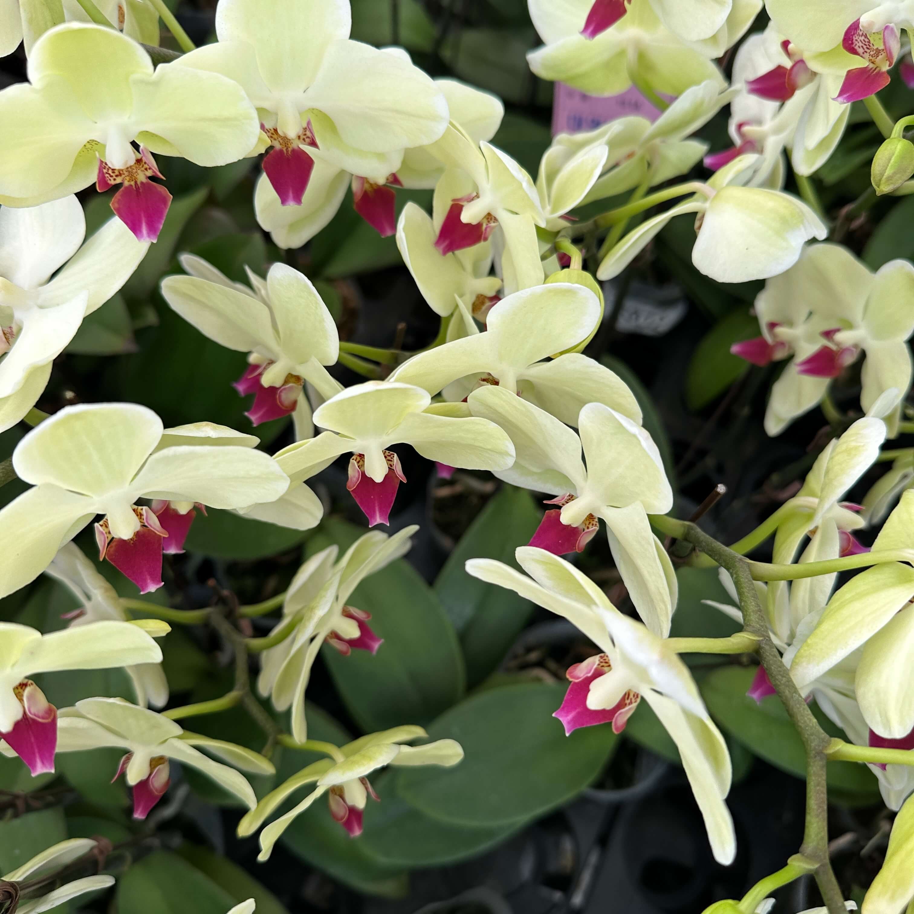 호접란 키우는 법